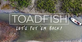 Toad Fish